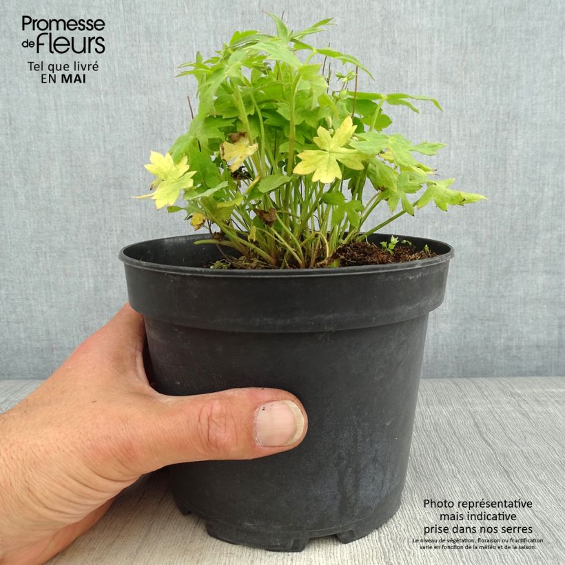 Spécimen de Delphinium Ruysii Pink Sensation, Pied d'Alouette Pot de 2L/3L tel que livré au printemps