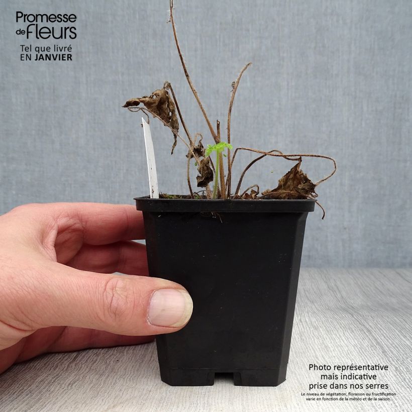 Spécimen de Delphinium Sky Blue-White Bee - Pied d'Alouette vivace Godet de 8/9 cm tel que livré en hiver