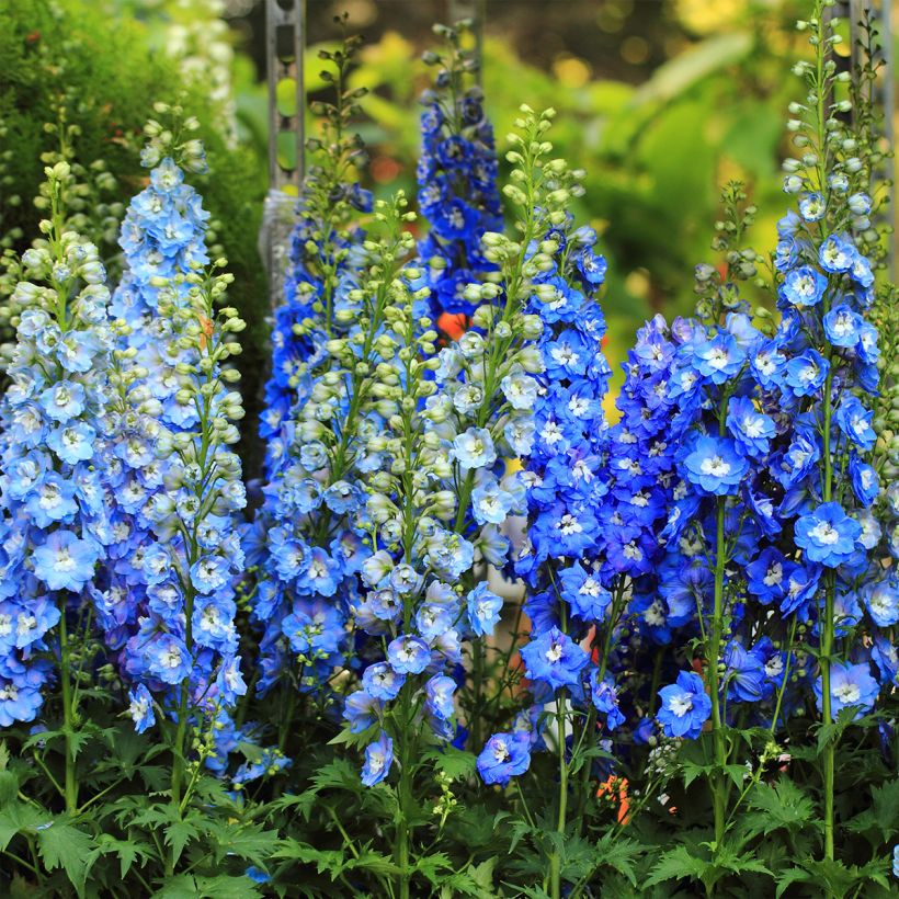 Delphinium Sky Blue-White Bee - Pied d'Alouette vivace (Port)