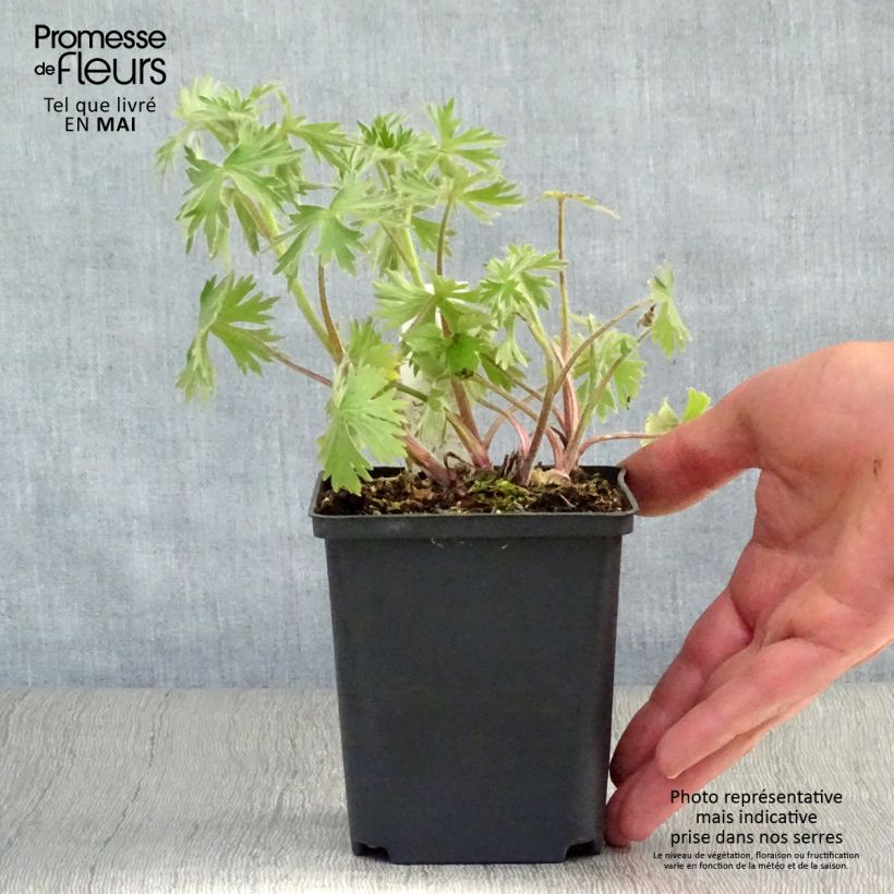 Example of Delphinium Strawberry Fair, Pied d Alouette Godet de 8/9 cm as you get in printemps