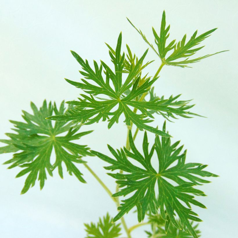 Delphinium belladonna Cliveden Beauty - Pied d'Alouette vivace (Foliage)