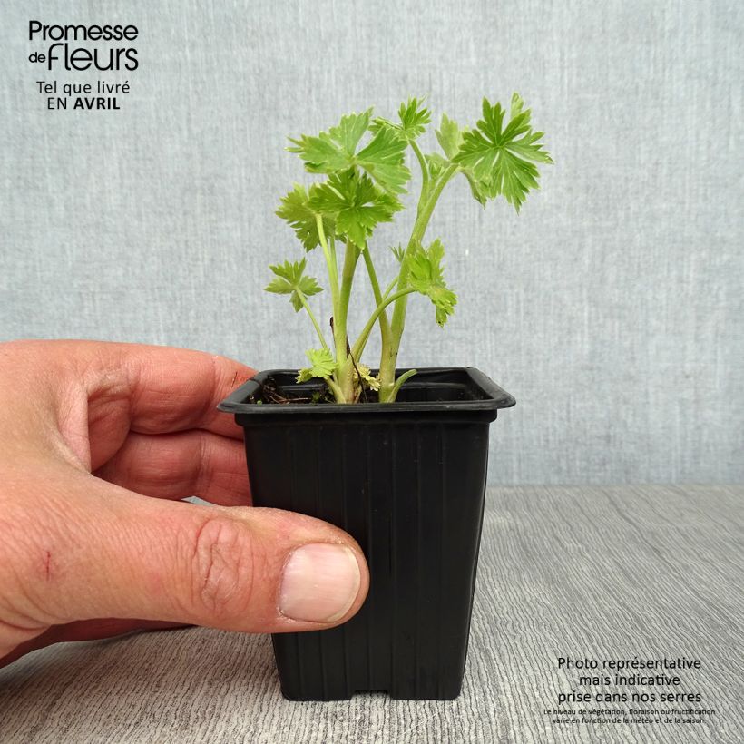 Example of Delphinium belladonna Cliveden Beauty - Pied d'Alouette vivace Godet de 7/8 cm as you get in printemps