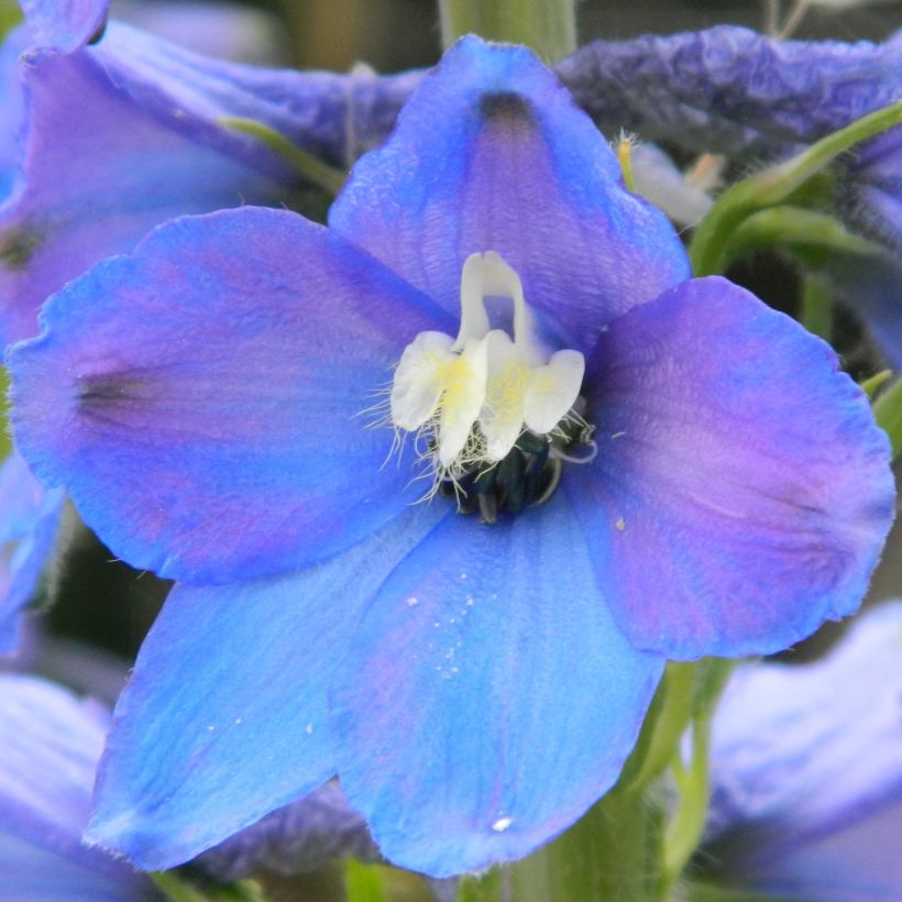 Delphinium belladonna Piccolo - Pied d'Alouette vivace (Flowering)