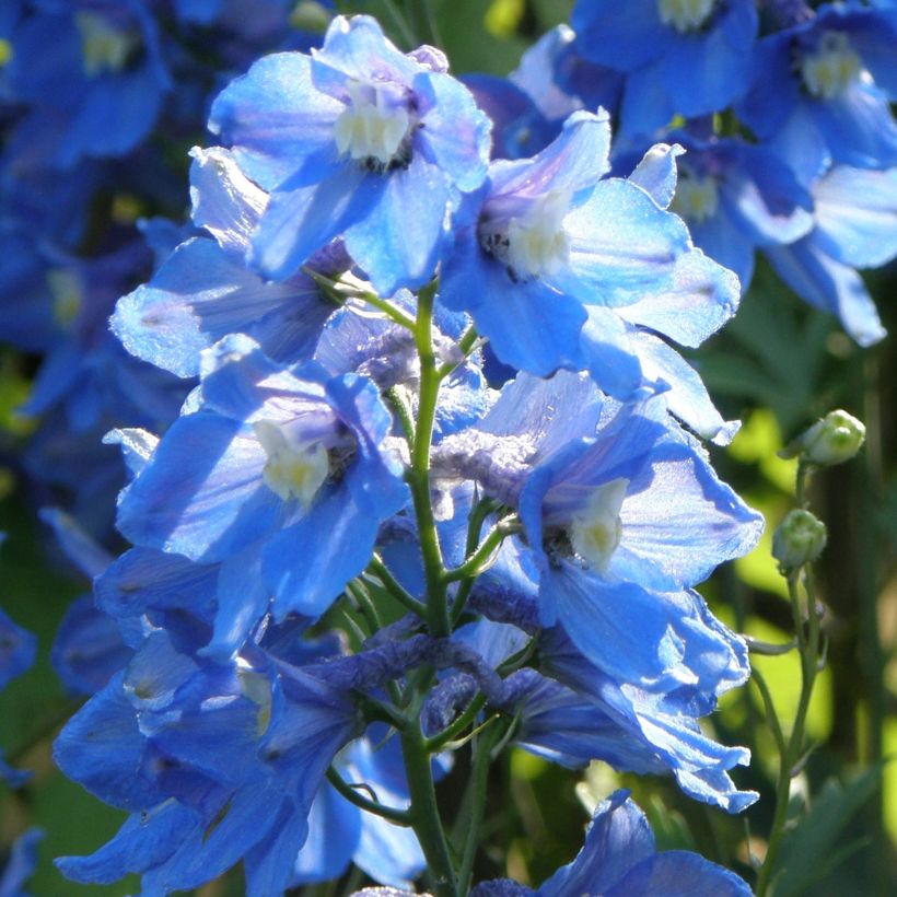 Delphinium belladonna Piccolo - Pied d'Alouette vivace (Plant habit)