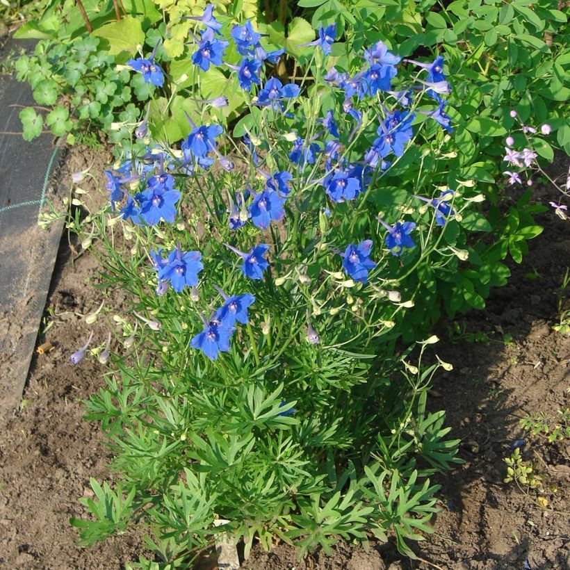 Delphinium grandiflorum Blauer Zwerg - Pied d'Alouette Blauer Zwerg (Plant habit)