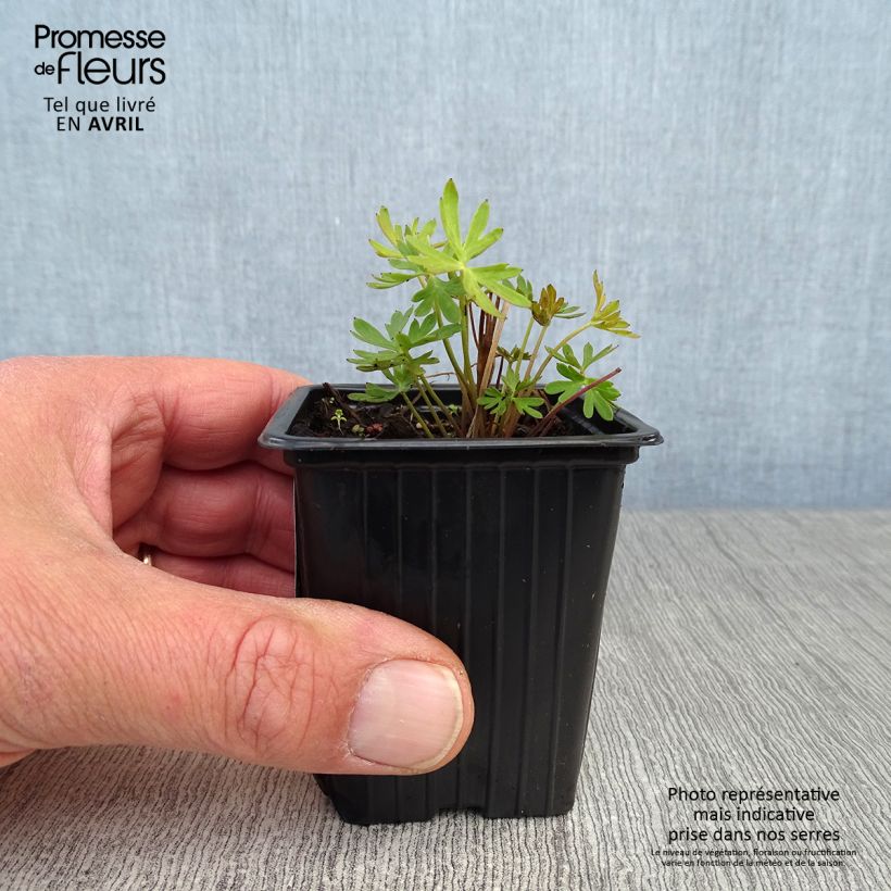 Example of Delphinium grandiflorum sinensis - Pied d'Alouette vivace Godet de 7/8 cm as you get in printemps