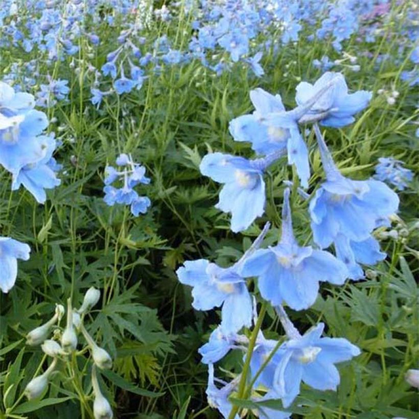Delphinium belladonna Cliveden Beauty - Pied d'Alouette vivace (Flowering)