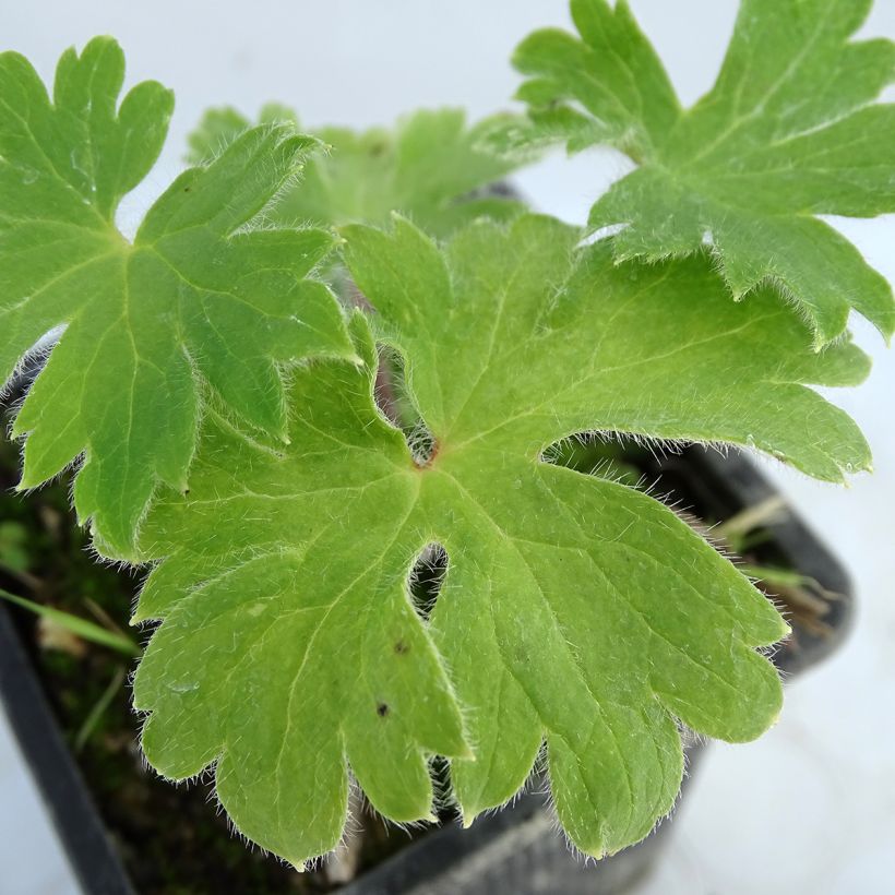 Delphinium x cultorum Finsteraarhorn - Pied d'Alouette vivace (Foliage)