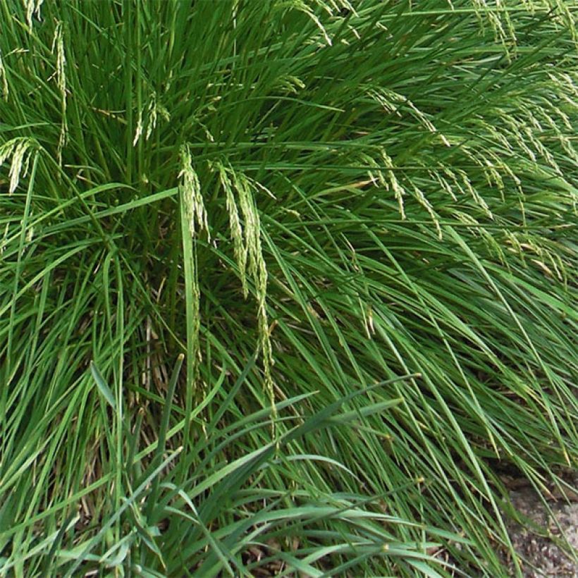 Deschampsia cespitosa Goldtau - Canche cespiteuse (Foliage)