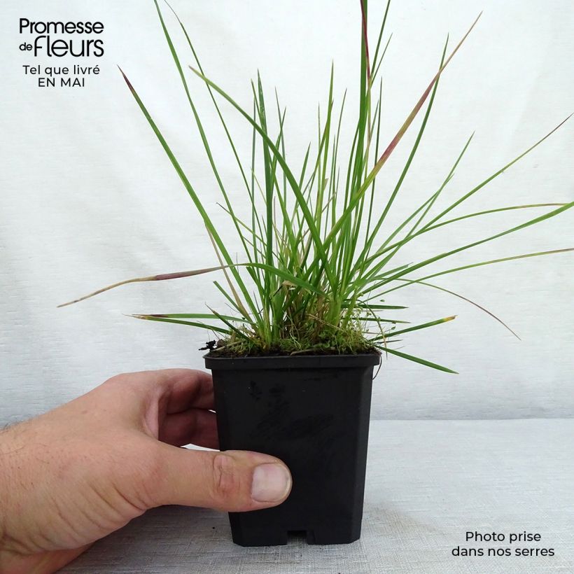Spécimen de Deschampsia cespitosa Palava - Canche cespiteuse Godet de 8/9 cm tel que livré au printemps