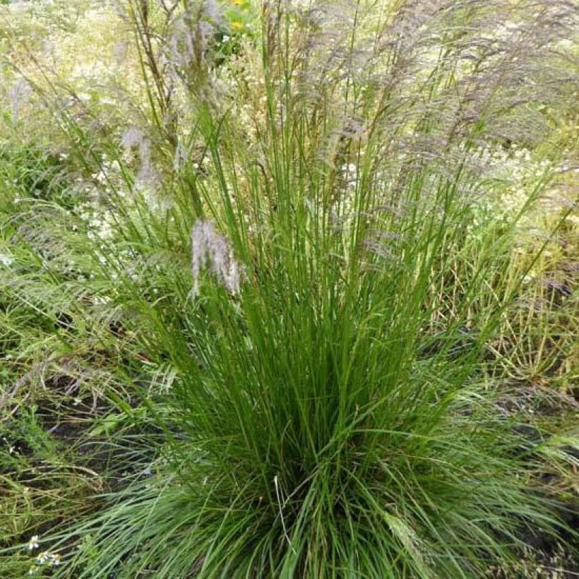 Deschampsia cespitosa Tardiflora - Canche cespiteuse  (Plant habit)