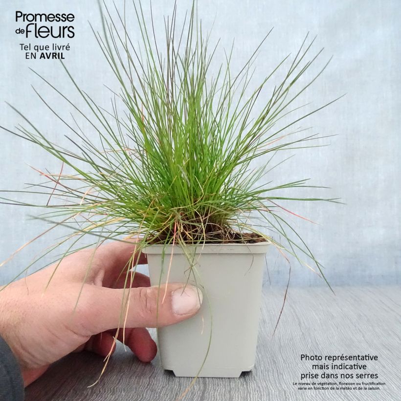 Spécimen de Deschampsia flexuosa - Canche flexible, flexueuse Godet de 8/9 cm tel que livré au printemps