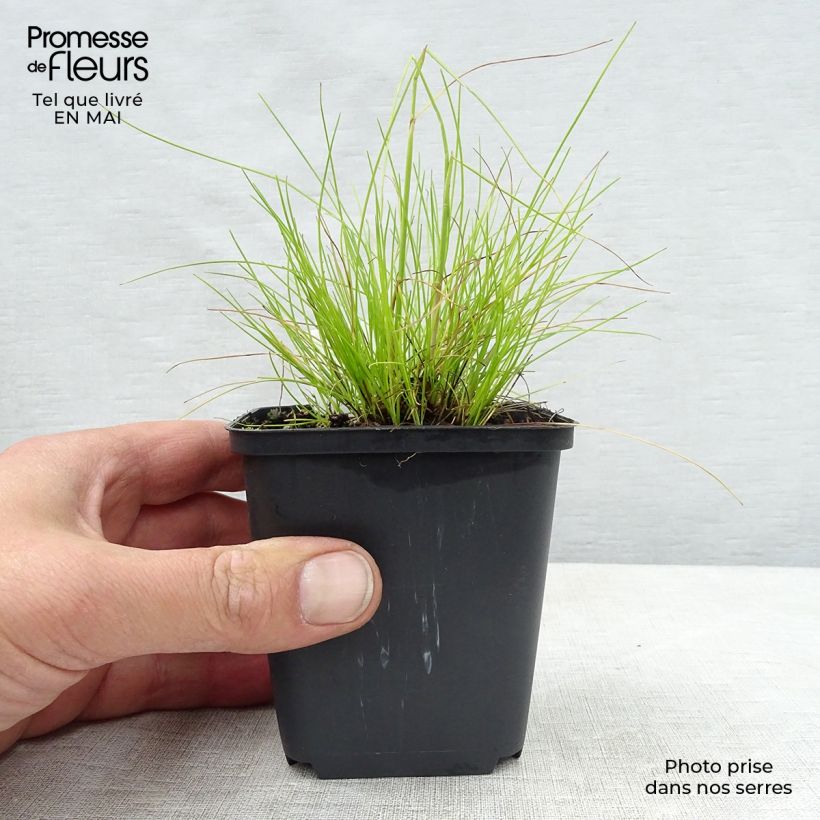 Spécimen de Deschampsia flexuosa Tatra Gold - Canche flexueuse Godet de 8/9 cm tel que livré au printemps