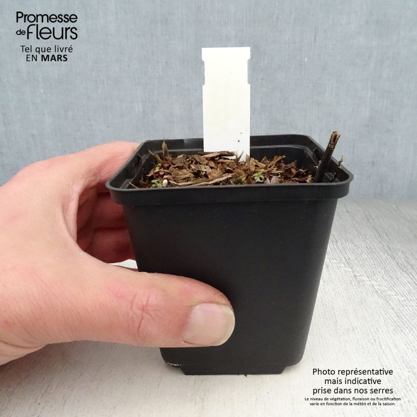 Spécimen de Desmodium nudiflorum - Desmodie nudiflore Godet de 8/9 cm tel que livré au printemps