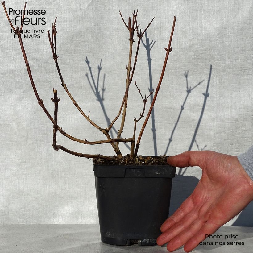Spécimen de Deutzia Tourbillon Rouge Pot de 2L/3L tel que livré au printemps
