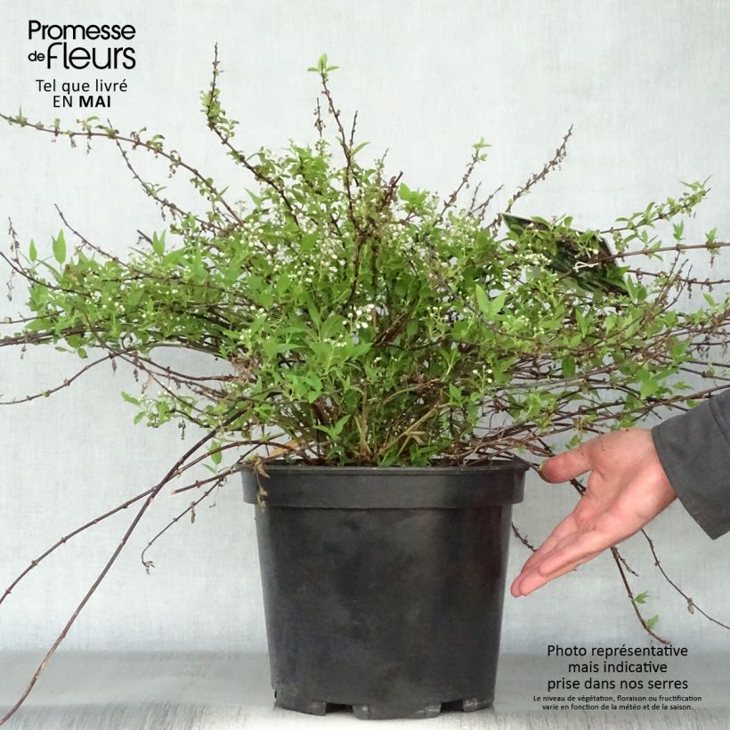 Example of Deutzia Yuki Cherry Blossom Pot de 7,5L/10L as you get in printemps