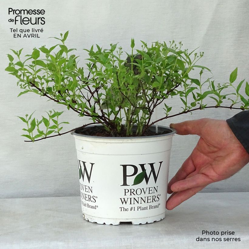 Example of Deutzia Yuki Cherry Blossom Pot de 2L/3L as you get in printemps