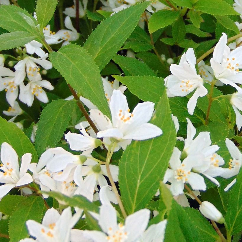 Deutzia Yuki Snowflake - Deutzie (Foliage)