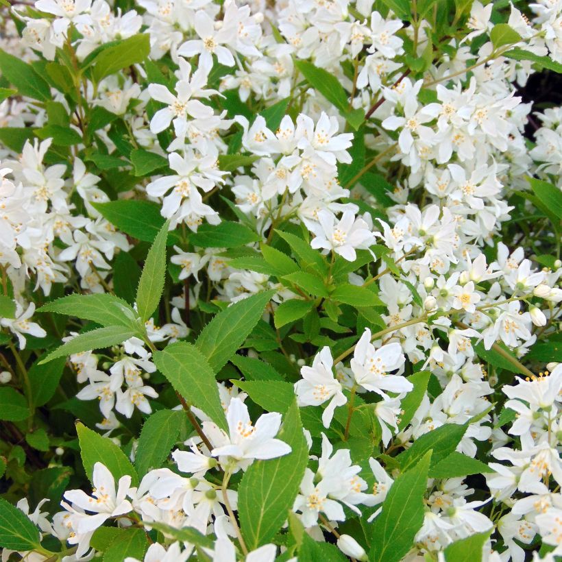 Deutzia Yuki Snowflake - Deutzie (Flowering)