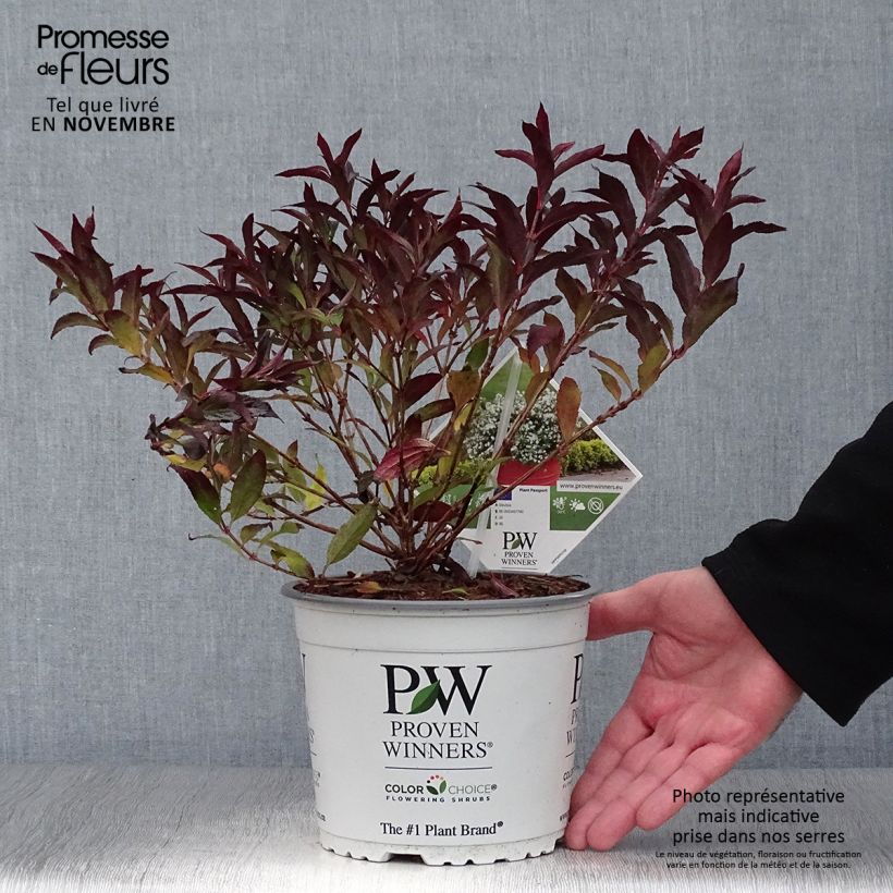 Spécimen de Deutzia Yuki Snowflake - Deutzie Pot de 2L/3L tel que livré en automne