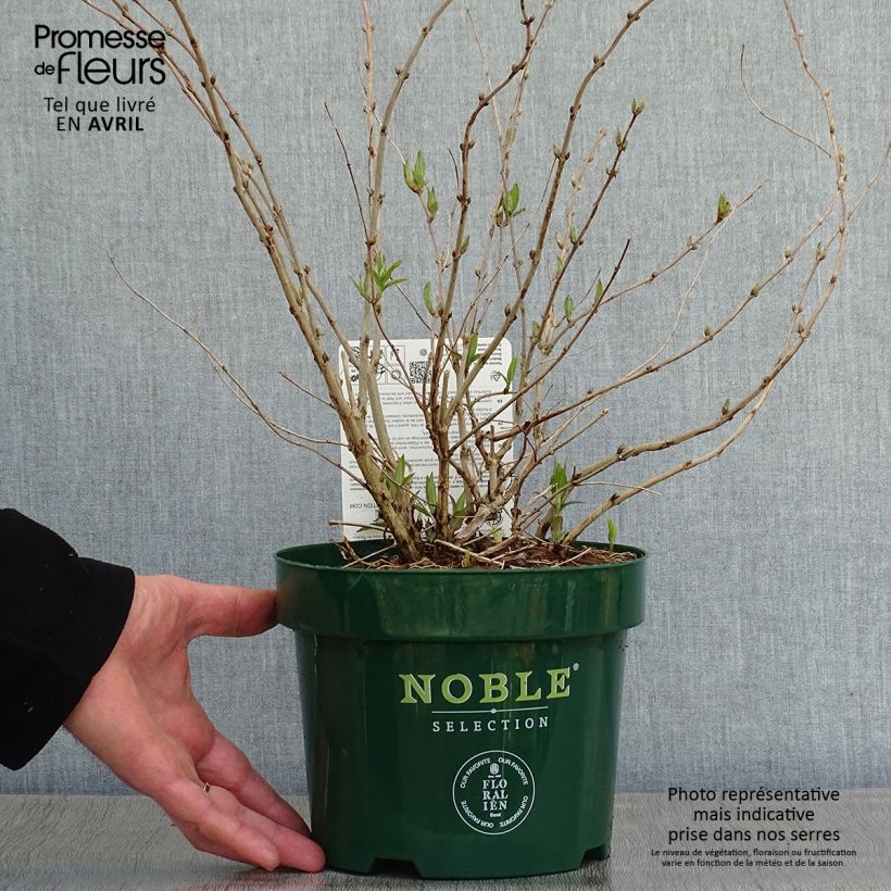 Example of Deutzia compacta Lavender Time - Deutzie Pot de 3L/4L as you get in printemps