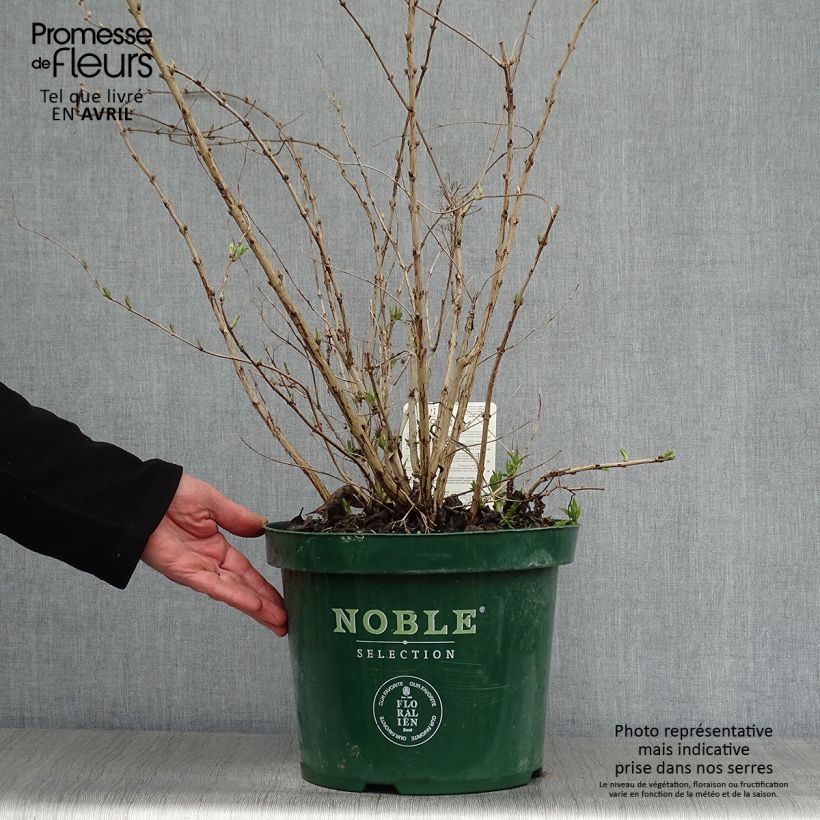 Example of Deutzia compacta Lavender Time - Deutzie Pot de 7,5L/10L as you get in printemps