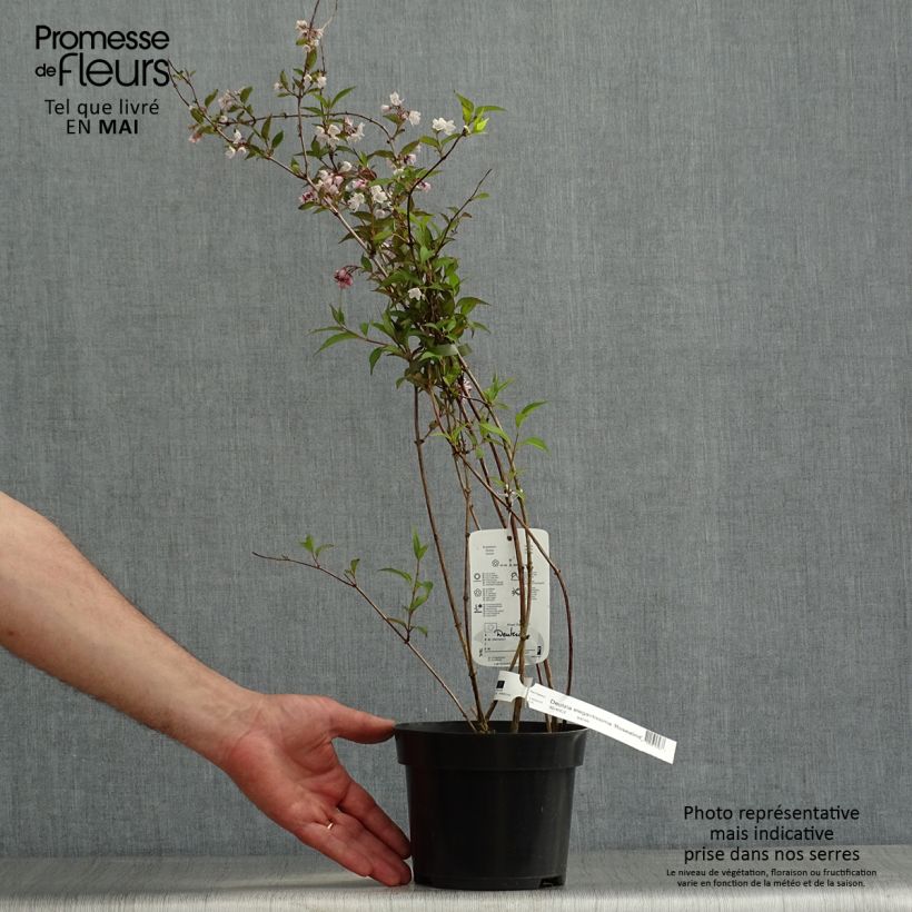Spécimen de Deutzia elegantissima Rosealind Pot de 2L/3L tel que livré au printemps