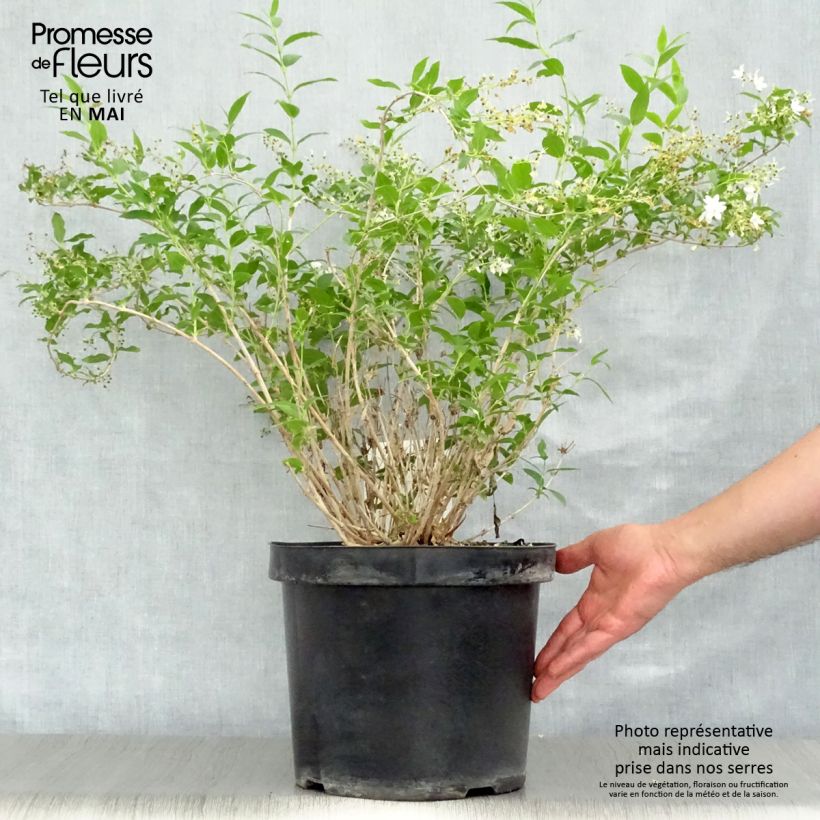 Spécimen de Deutzia gracilis - Deutzie Pot de 4L/5L tel que livré au printemps