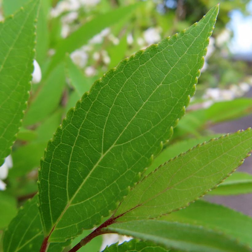 Deutzia gracilis - Deutzie (Feuillage)