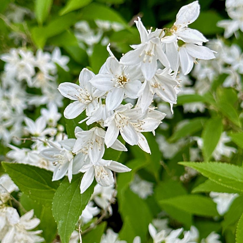 Deutzia gracilis - Deutzie (Floraison)