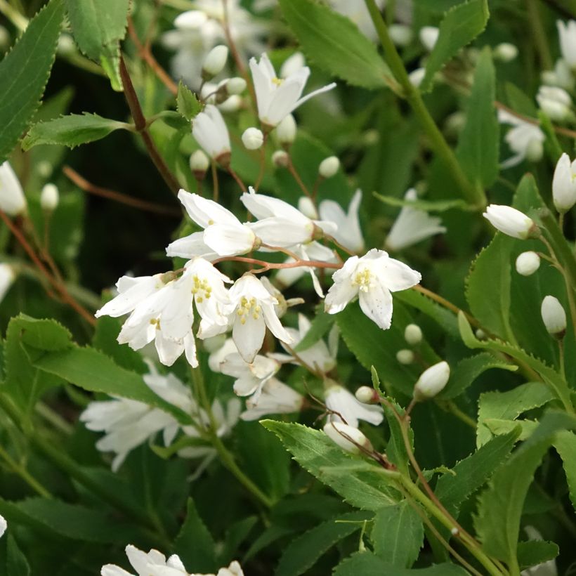 Deutzia gracilis Nikko (Floraison)