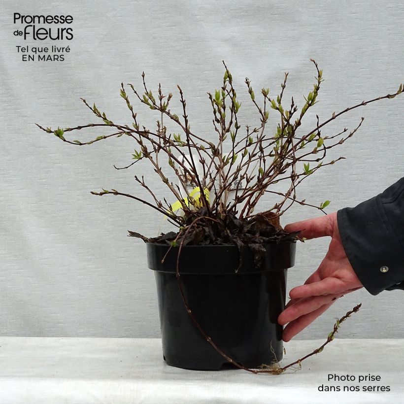 Example of Deutzia gracilis Nikko Pot de 2L/3L as you get in printemps