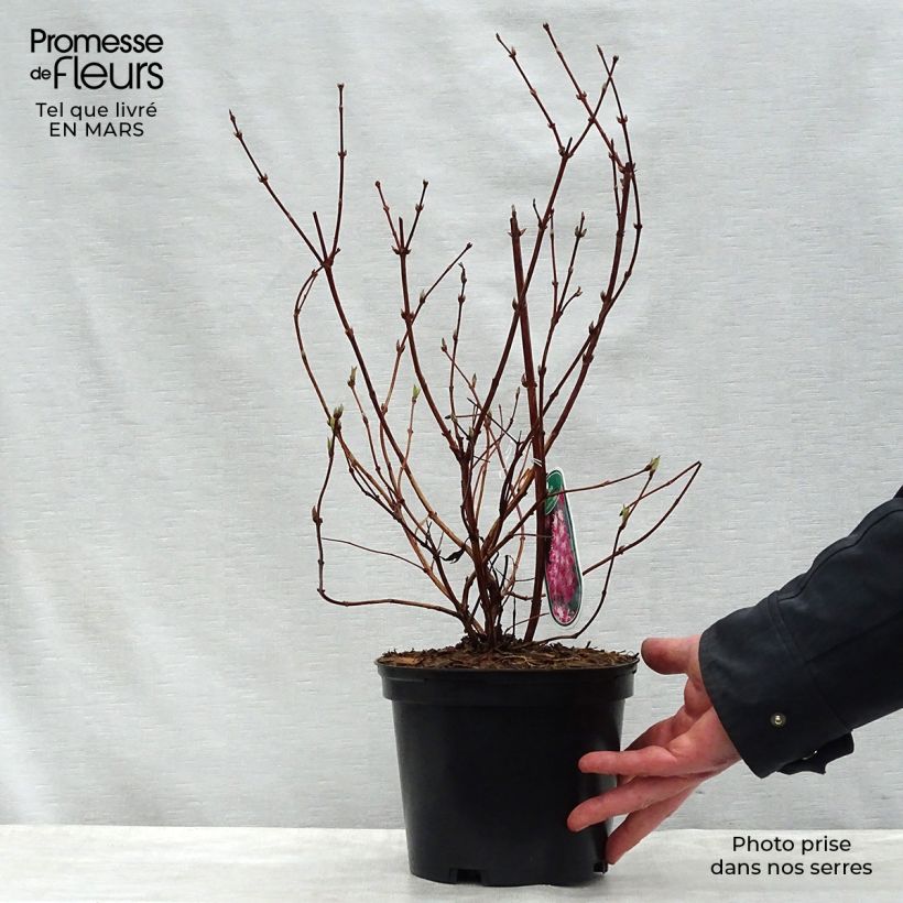 Spécimen de Deutzia hybrida Strawberry Fields - Deutzie Pot de 2L/3L tel que livré au printemps