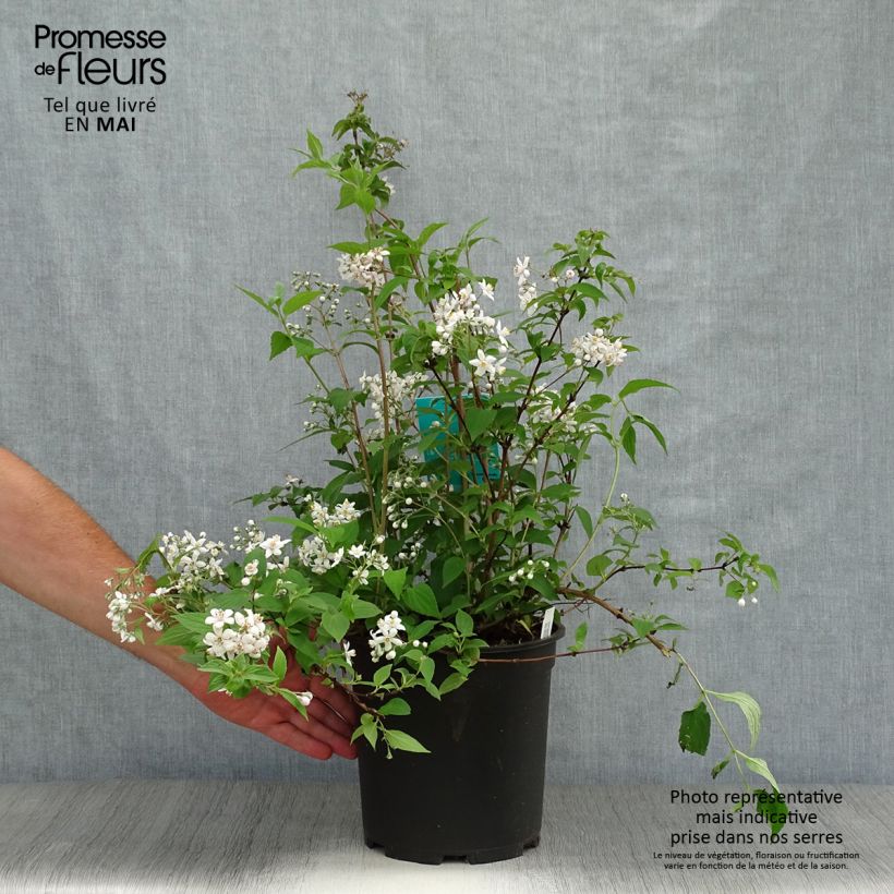 Example of Deutzia hybride Mont Rose - Deutzie Pot de 7,5L/10L as you get in printemps