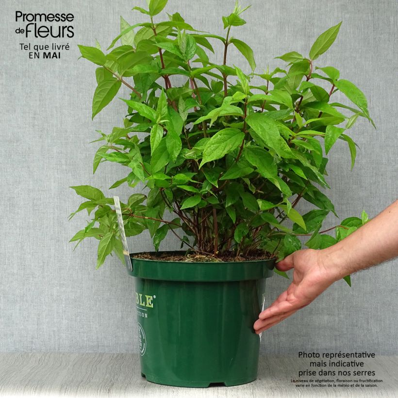 Spécimen de Deutzia hybride Raspberry Sundae - Deutzie Pot de 7,5L/10L tel que livré au printemps