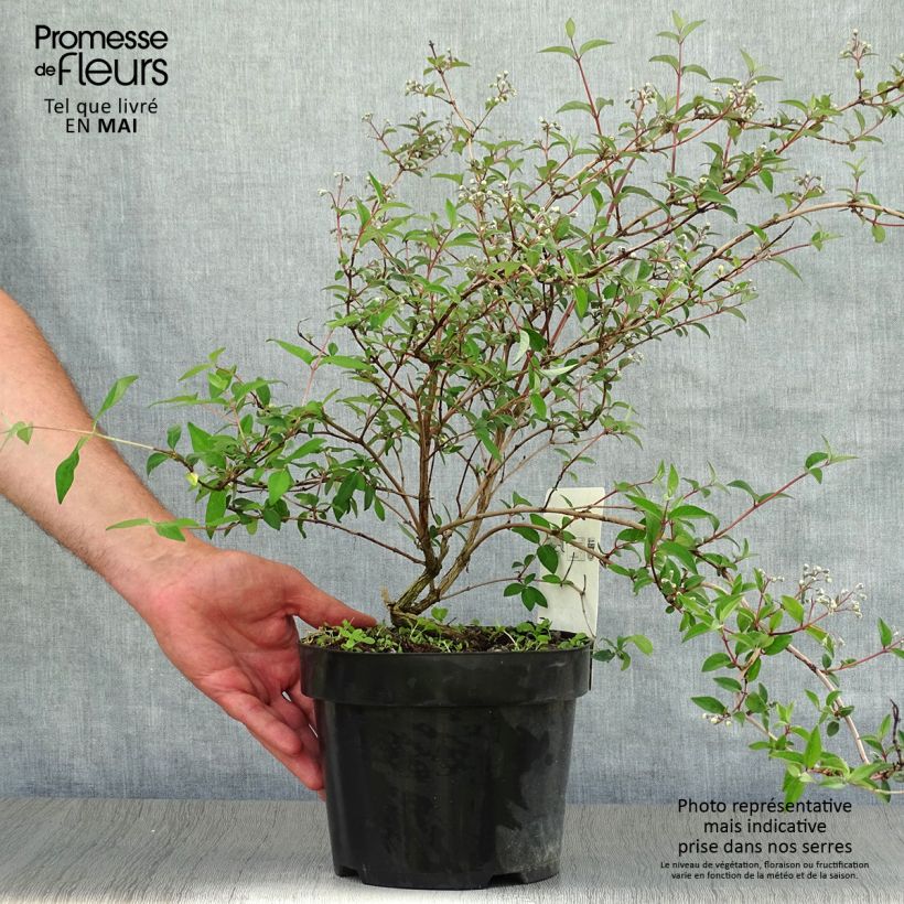 Spécimen de Deutzia monbeigii Pot de 2L/3L tel que livré au printemps