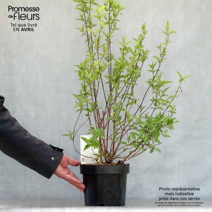 Spécimen de Deutzia pulchra Pot de 2L/3L tel que livré au printemps