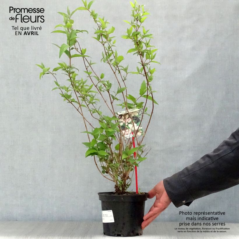 Spécimen de Deutzia scabra Codsall Pink - Deutzie Pot de 2L/3L tel que livré au printemps