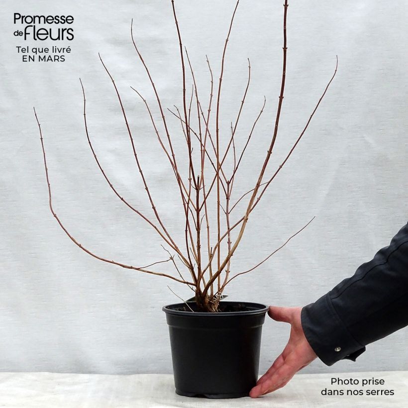 Spécimen de Deutzia scabra Plena - Deutzie Pot de 2L/3L tel que livré au printemps