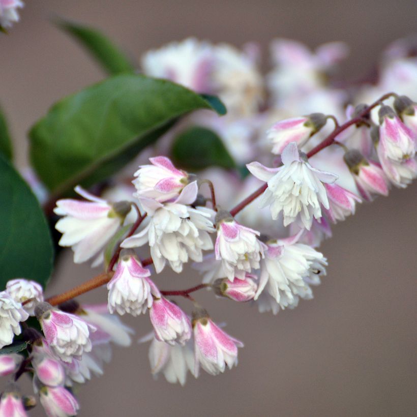 Deutzia scabra Plena - Deutzie (Floraison)