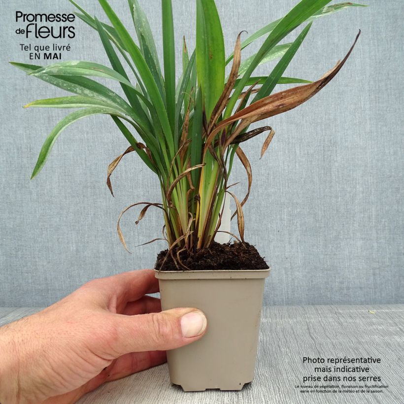 Spécimen de Dianella revoluta Blue Stream Godet de 8/9 cm tel que livré au printemps