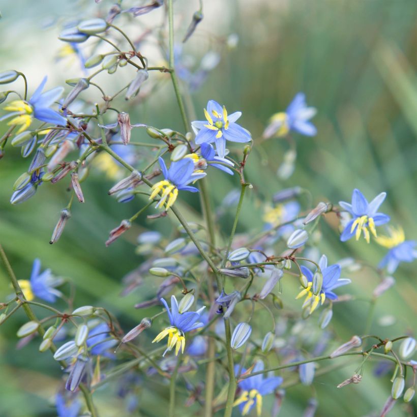 Dianella revoluta Coolvista (Floraison)