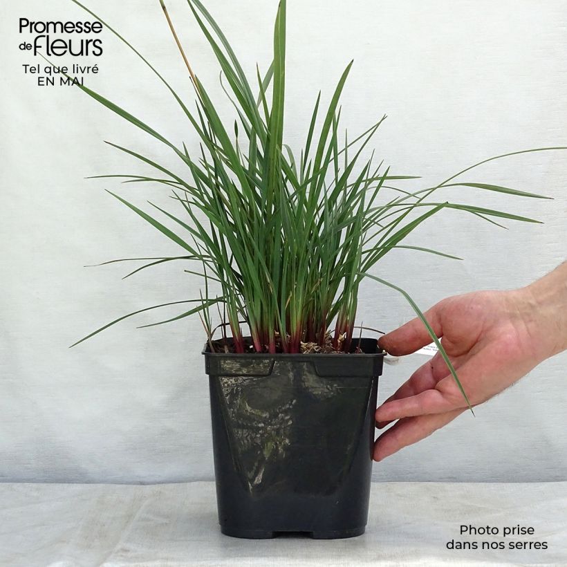 Spécimen de Dianella revoluta Coolvista Pot de 1L/1,5L tel que livré au printemps