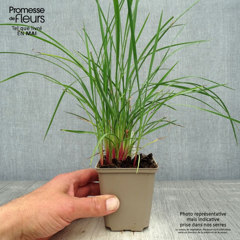 Spécimen de Dianella revoluta Coolvista Godet de 8/9 cm tel que livré au printemps