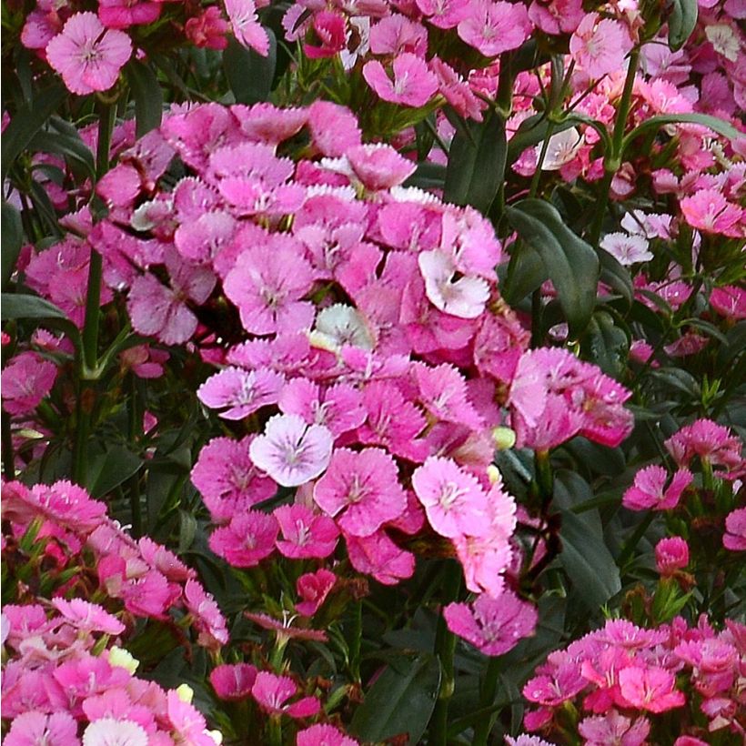 Oeillet de poète Jolt Pink Magic (Flowering)