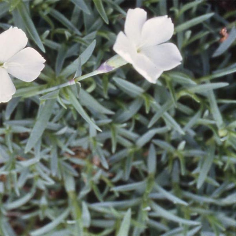 Dianthus La Bourboule Alba - Oeillet (Foliage)