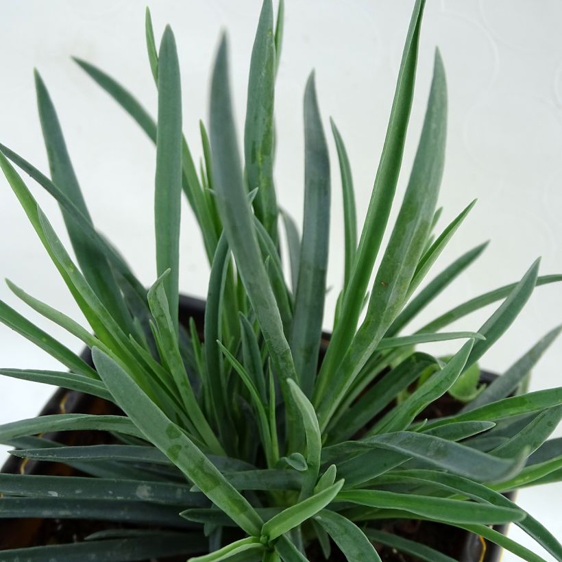 Dianthus Scent First Coral Reef - Œillet mignardise (Feuillage)