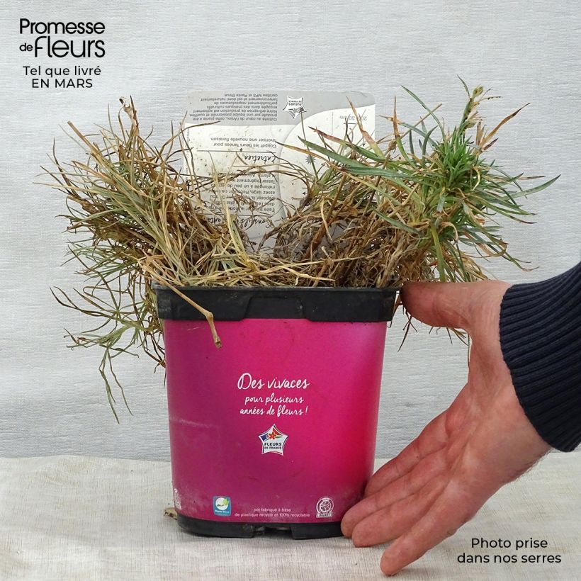 Spécimen de Dianthus Scent First Tickled Pink - Œillet mignardise Pot de 2L/3L tel que livré au printemps