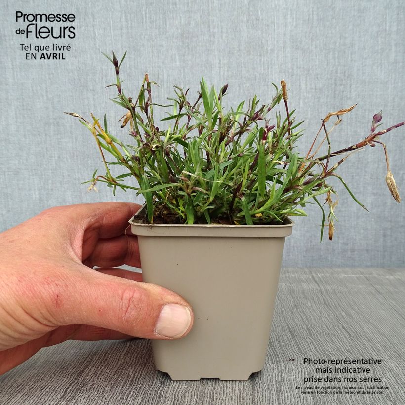 Spécimen de Dianthus Vivid Bright Light - Oeillet tapissant Godet de 8/9 cm tel que livré au printemps