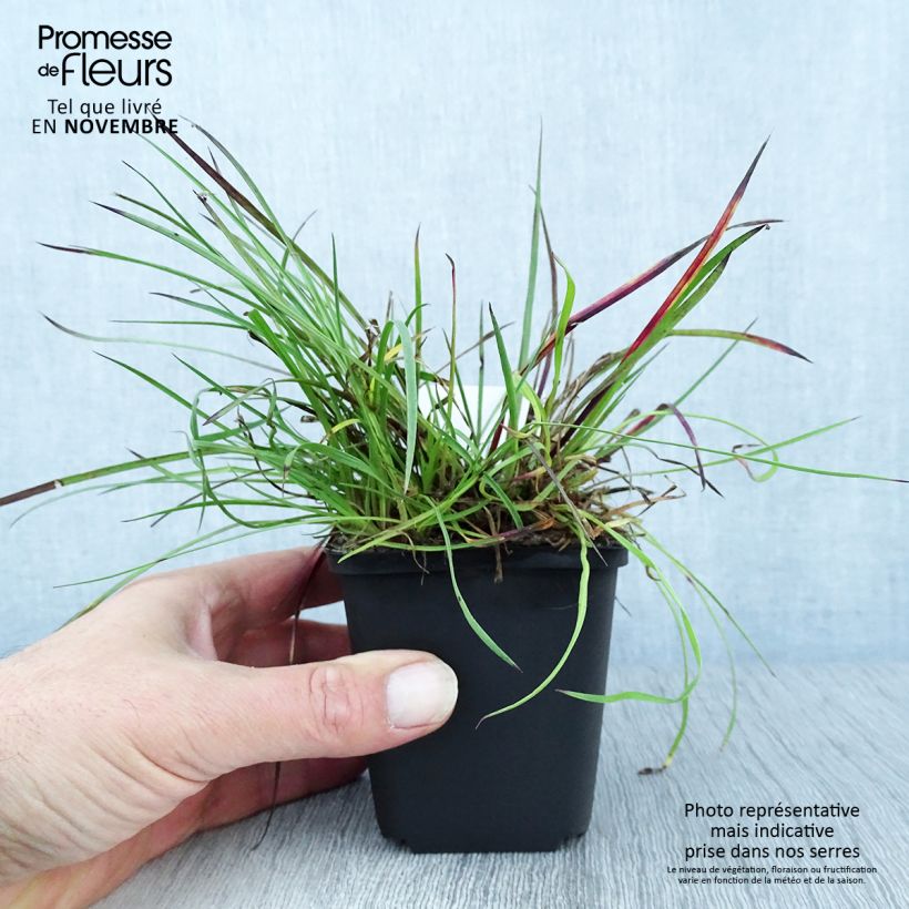 Spécimen de Dianthus carthusianorum - Oeillet des chartreux Godet de 8/9 cm tel que livré en automne